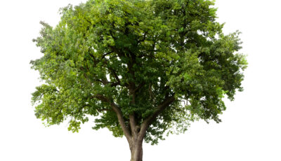 Un arbre feuillu avec un tronc large et des branches étendues sur fond blanc.
